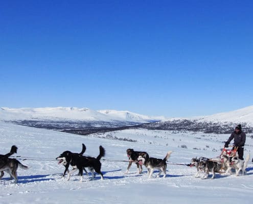 raid chiens de traineau Laponie , raid chiens de traîneau en Laponie suédoise