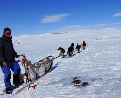 raid chiens de traineau Laponie , raid chiens de traîneau en Laponie