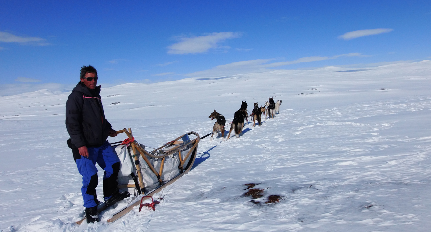 raid chiens de traineau Laponie , raid chiens de traîneau en Laponie