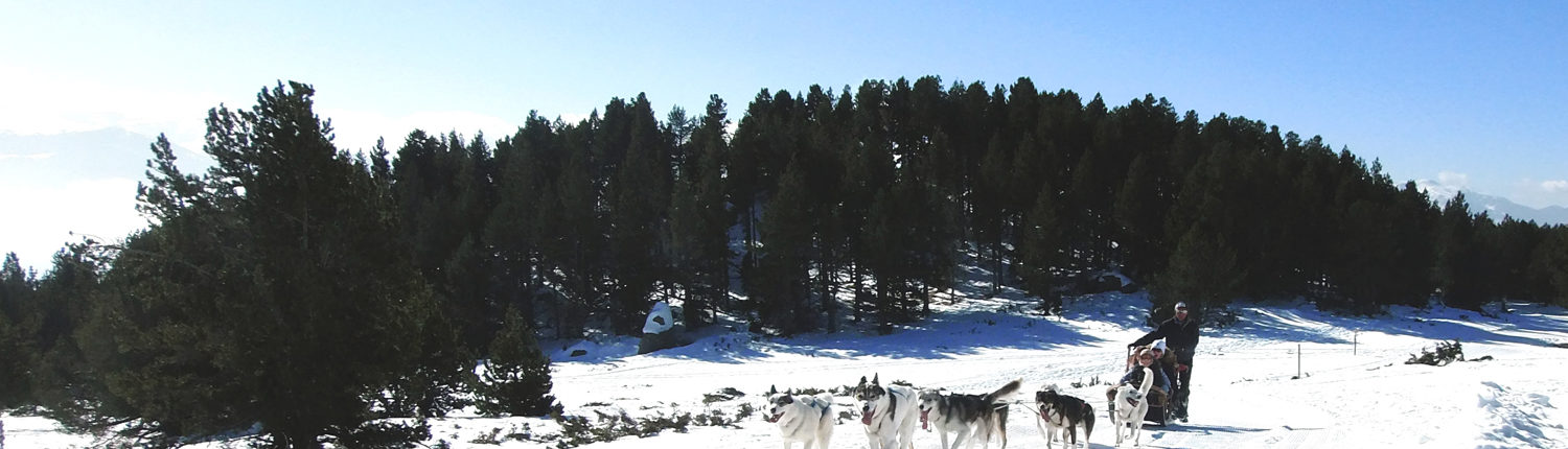 bapteme chiens de traîneau les airelles font romeu Baptême en chiens de traîneau à font romeu dans les pyrénées