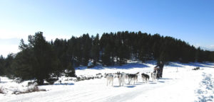 Baptême en chiens de traîneau à font romeu dans les pyrénées