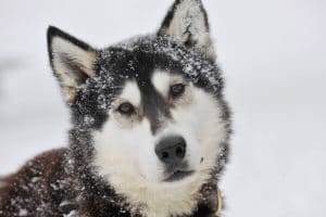 chien de tête