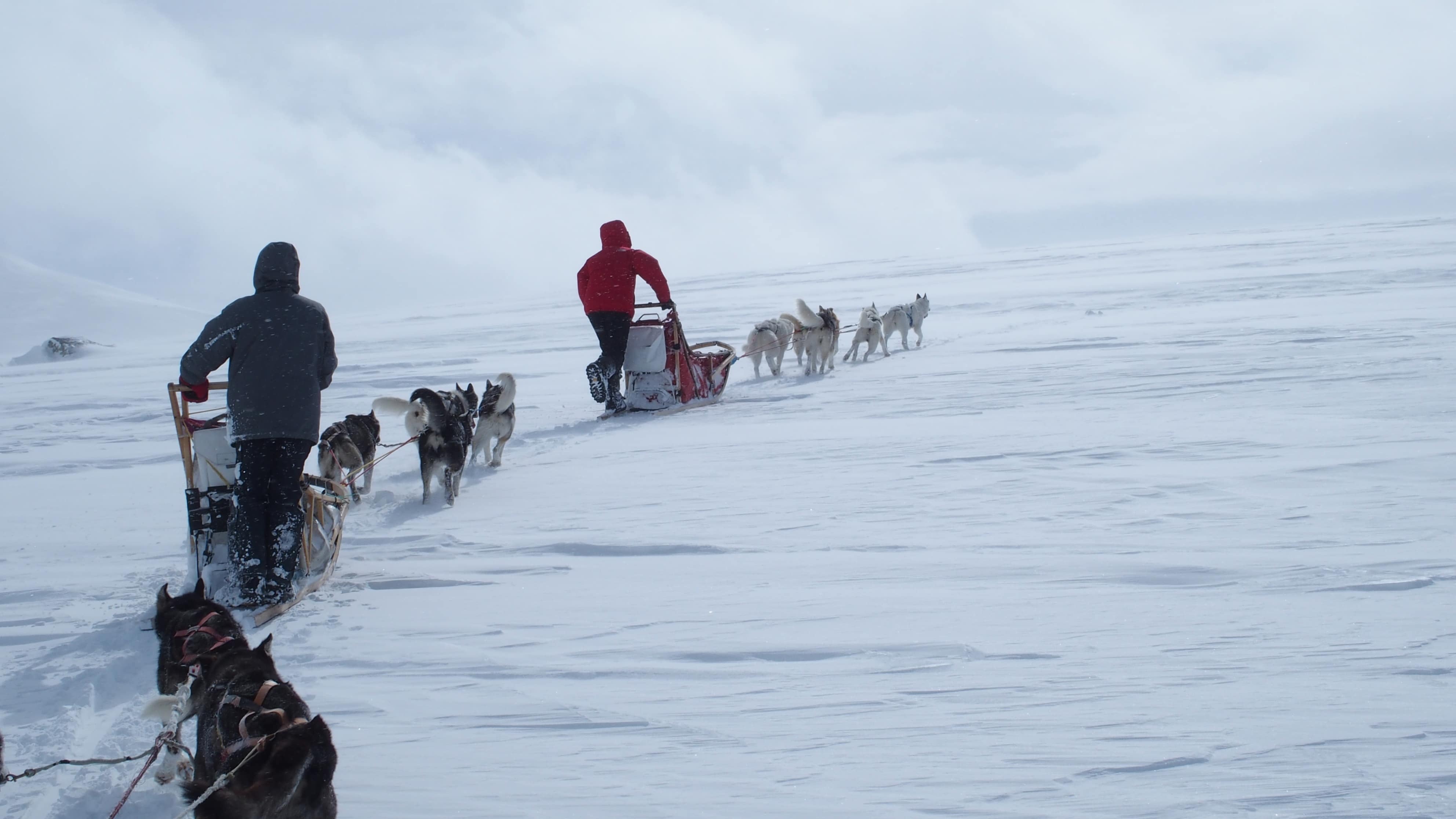 raid chiens de traineau Laponie, raid chiens de traîneau en Laponie suedoise