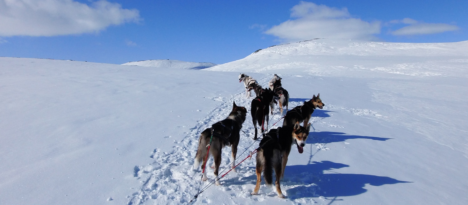 raid chiens de traineau Laponie , raid chiens de traîneau en Laponie suédoise